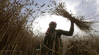 A villager harvests wheat in a suburb of Lahore, Pakistan, Thursday, April 14, 2022.