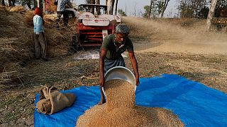مزارعون هنود يحصدون القمح في قرية غانيشبور، بولاية أوتار براديش  الهند.