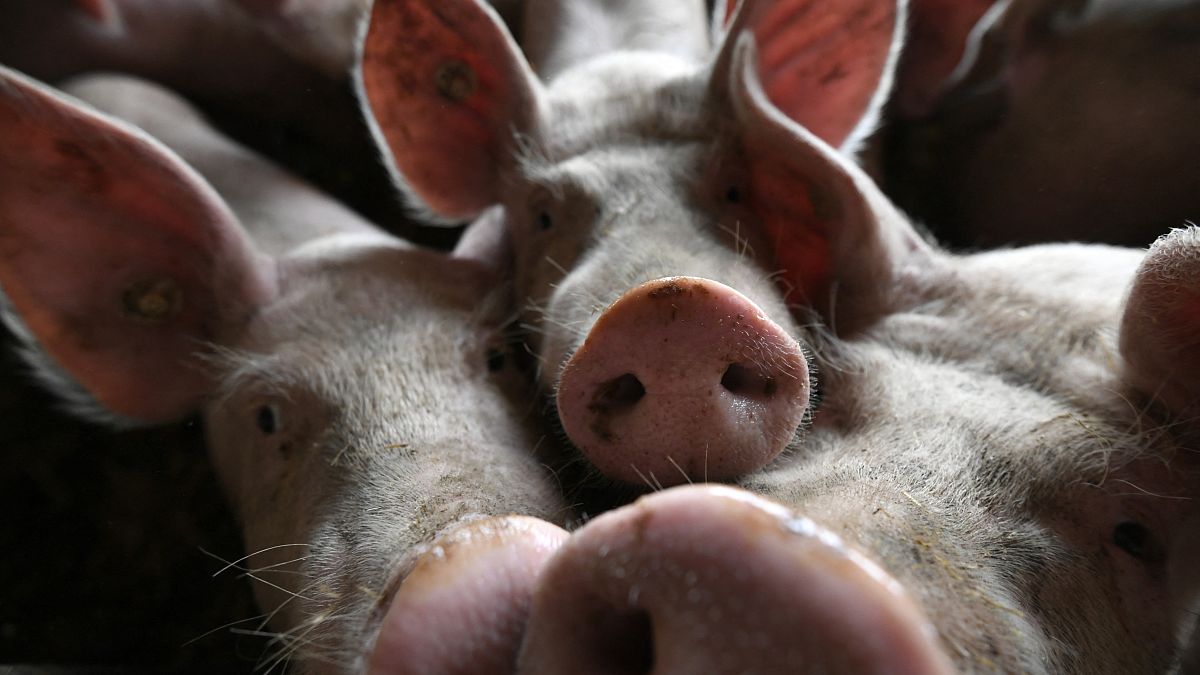 Schweine in einem deutschen Biobauernhof (August 2019)