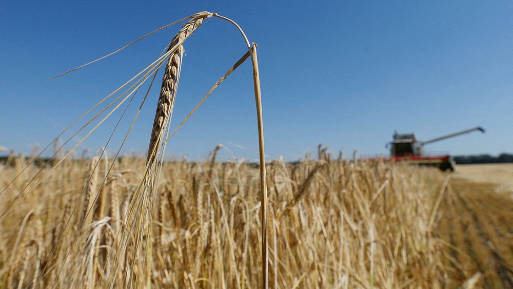 How war is hitting Ukraine’s farmers and menacing world food supplies