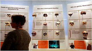صورة من الارشيف- جماجم البشر الأوائل داخل قاعة ديفيد إتش كوخ للأصول البشرية في متحف سميثسونيان الوطني للتاريخ الطبيعي- واشنطن