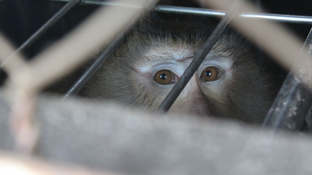 Der Affe im kleinen Käfig in Thailand