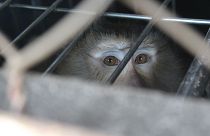 Der Affe im kleinen Käfig in Thailand