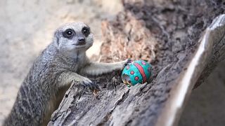 Una suricata busca su comida dentro de un huevo de pascua, 17/4/2022, Santiago, Chile