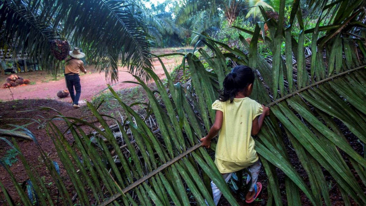 Gyerekmunkás egy malajziai olajpálmaültetvényen