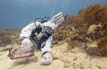 Scuba-diving Easter bunny