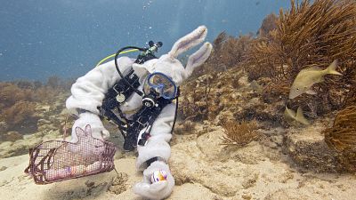 Scuba-diving Easter bunny