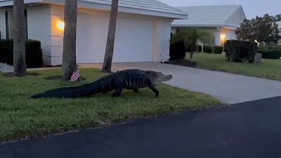 Sheriff's deputies captured video of a large alligator crawling through a front yard in Florida before making its way into a community lake.