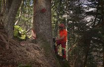Γαλλικές Άλπεις: Η πιστοποίηση ξύλου Bois des Alpes