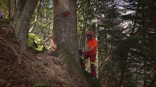 Madera de los Alpes para abastecer a la industria local y con un impacto medioambiental mínimo