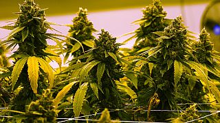 A cannabis plant that is close to harvest grows in a grow room at the Greenleaf Medical Cannabis facility in the US, June 17, 2021.