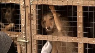 Hunde ohne ihre Menschen in der Ukraine
