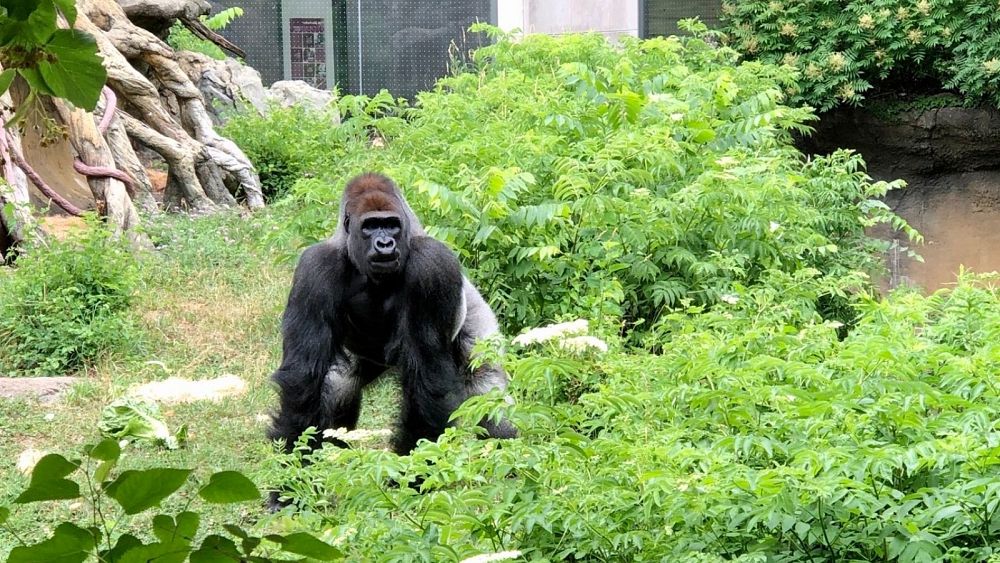 Teenage gorilla is ‘not addicted’ to smartphones, insists Chicago zoo ...