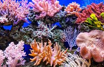 Coral reefs with their extraordinarily vivid colours which range from green, brown, pink, yellow, red, purple or blue.