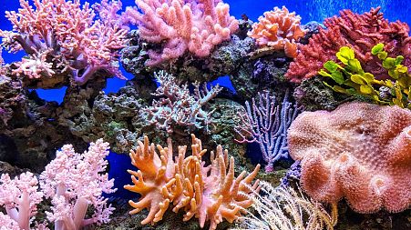 Coral reefs with their extraordinarily vivid colours which range from green, brown, pink, yellow, red, purple or blue.