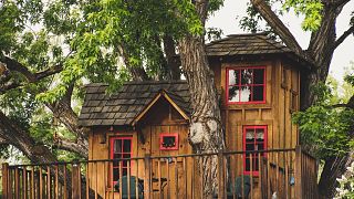 A wooden house in a large tree