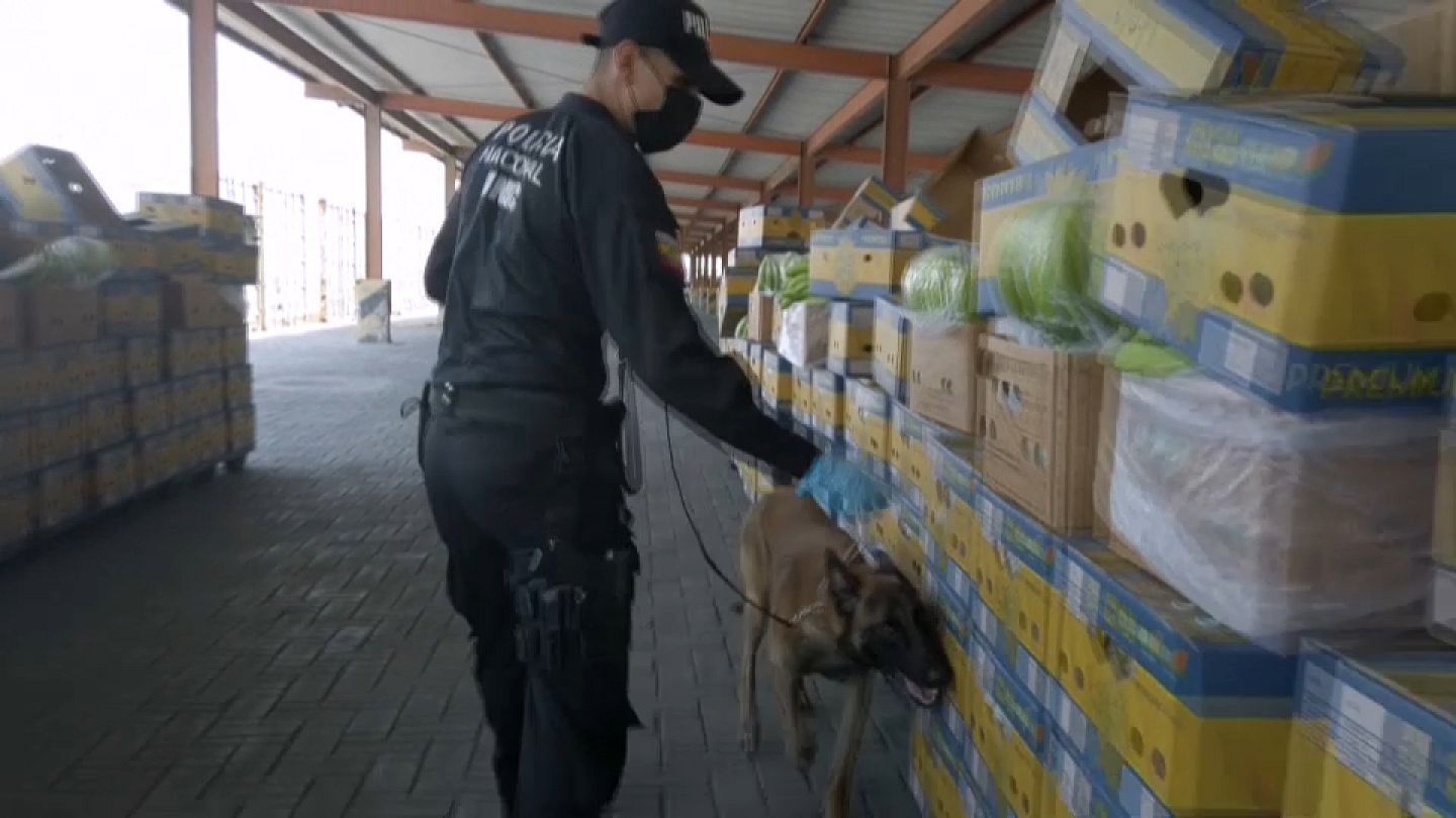 Ecuador | Miles de toneladas de cocaína llegan a Europa en contenedores de  bananas | Euronews