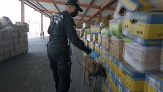 Los traficantes recurren a las exportaciones de banana para camuflar la cocaína