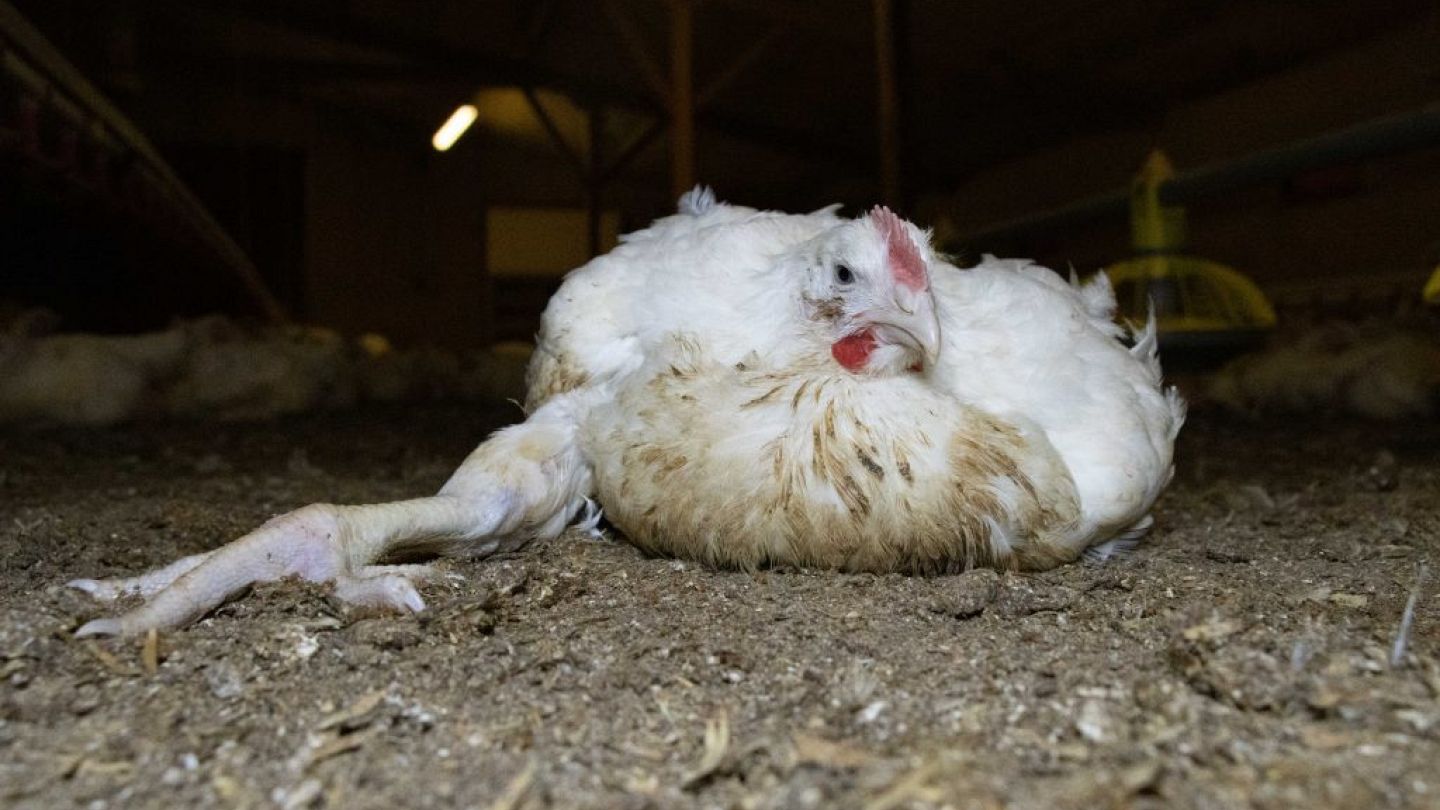 Frankenchickens: The 'nightmarish' reality of how chickens are farmed in  the UK | Euronews