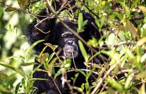 Chimps on this Liberian island were left here to die