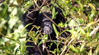 Chimps on this Liberian island were left here to die