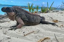 Ecotourists feeding grapes to these rock iguanas are giving them a sweet tooth. 