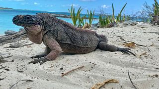 Ecotourists feeding grapes to these rock iguanas are giving them a sweet tooth. 