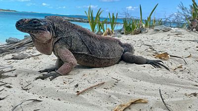 Ecotourists feeding grapes to these rock iguanas are giving them a sweet tooth.