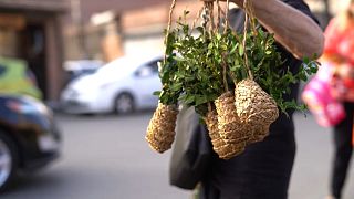A person carries Colchis boxwood tree saplings.