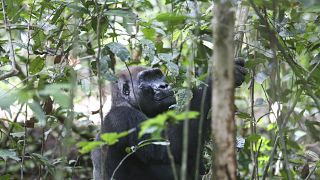 Gabon : l'éco-tourisme contribue à la préservation des gorilles