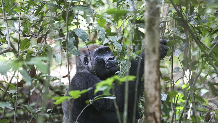 Gabon invests in ecotourism to preserve mountain gorillas | Africanews