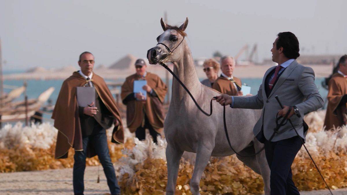 Katar lovas világa: az arab fajtatiszta lovaktól a bajnok paripákig