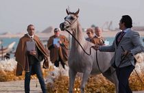 Katar lovas világa: az arab fajtatiszta lovaktól a bajnok paripákig