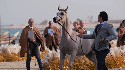 A cultura do cavalo árabe no Qatar