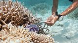 The intern will help to care for coral reefs in the Maldives.