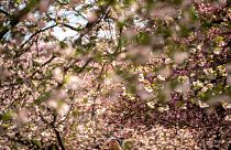 Cseresznyefavirágzás Japánban