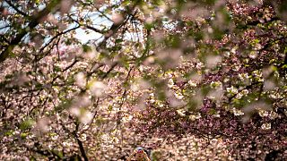 Cseresznyefavirágzás Japánban
