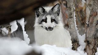 An arctic fox peers out from its habitat at a zoo in Baltimore in 2011.