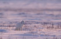 Un cachorro de zorro siberiano, también llamado ártico o polar, en las montañas de Troms, Noruega 2022