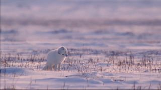 Un cachorro de zorro siberiano, también llamado ártico o polar, en las montañas de Troms, Noruega 2022