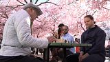 Cherry blossoms in Stockholm mark the beginning of spring