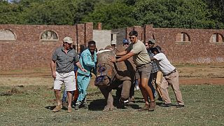 Historic return of rhinos at Zinave National Park after 40 years 