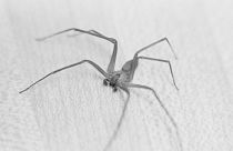 عنکبوت‌های نر پس از رابطه جنسی همچون منجنیق عمل می‌کنند