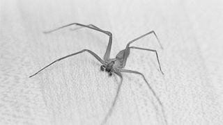 عنکبوت‌های نر پس از رابطه جنسی همچون منجنیق عمل می‌کنند