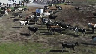 الأبقار في السويد