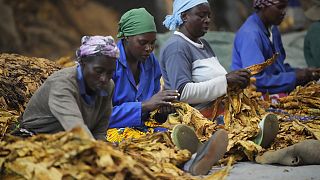 Tabac : le Zimbabwe s'engage à lutter contre le travail des enfants