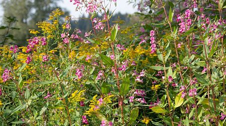 This is how to replace invasive plants with native plants in your garden