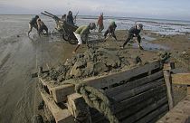 Endonezya'nın Madura adasında işçiler sahilden kum alıyor