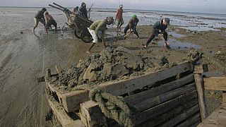 Endonezya'nın Madura adasında işçiler sahilden kum alıyor