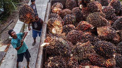 Workers transfer harvested palm fruits to a transport truck before being processing into crude palm oil (CPO) at a palm plantation in Pekanbaru, Indonesia.